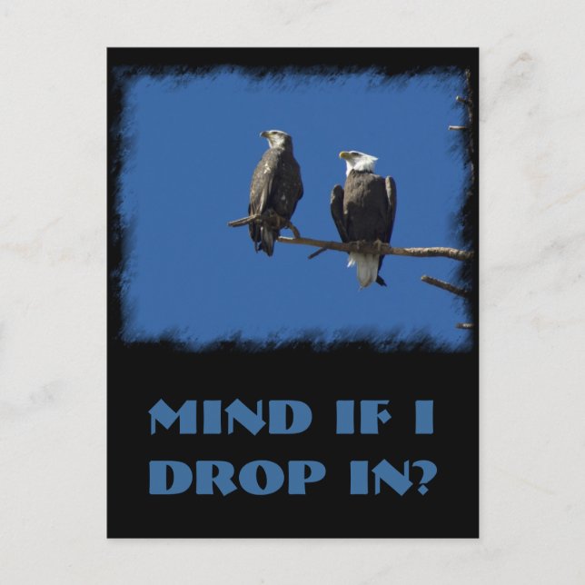 Bald Eagles Postcard (Front)
