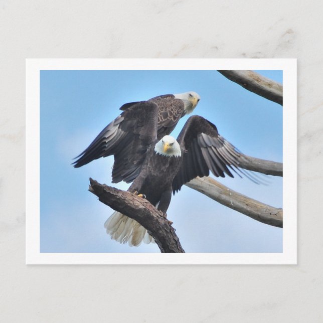 Bald Eagles Postcard (Front)