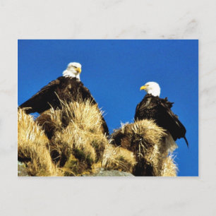 Bald Eagles Postcard