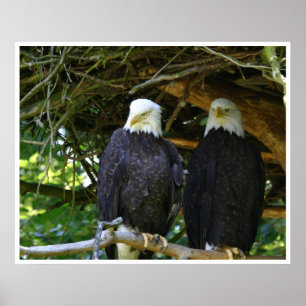 Bald Eagles Poster