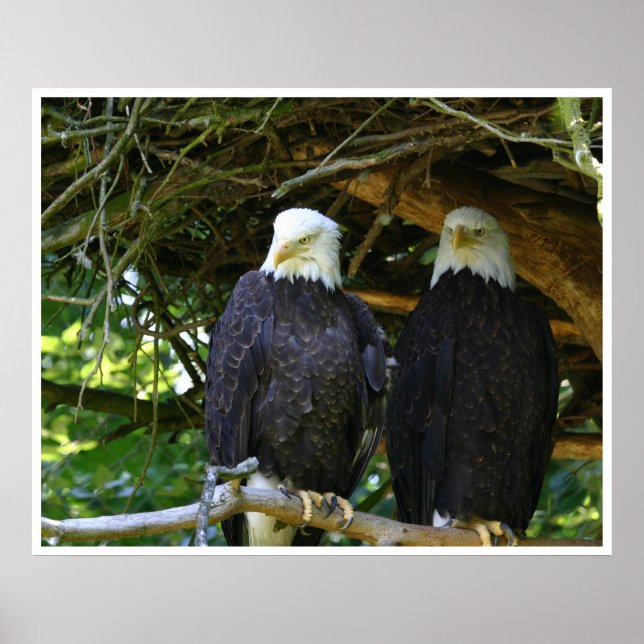 Bald Eagles Poster (Front)