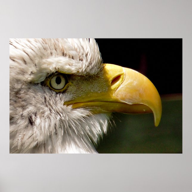 BALD EAGLES POSTER (Front)