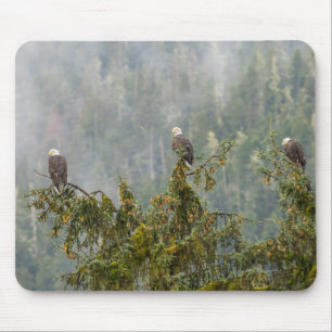 Bald Eagles Tongass National Forest Alaska Mouse Pad
