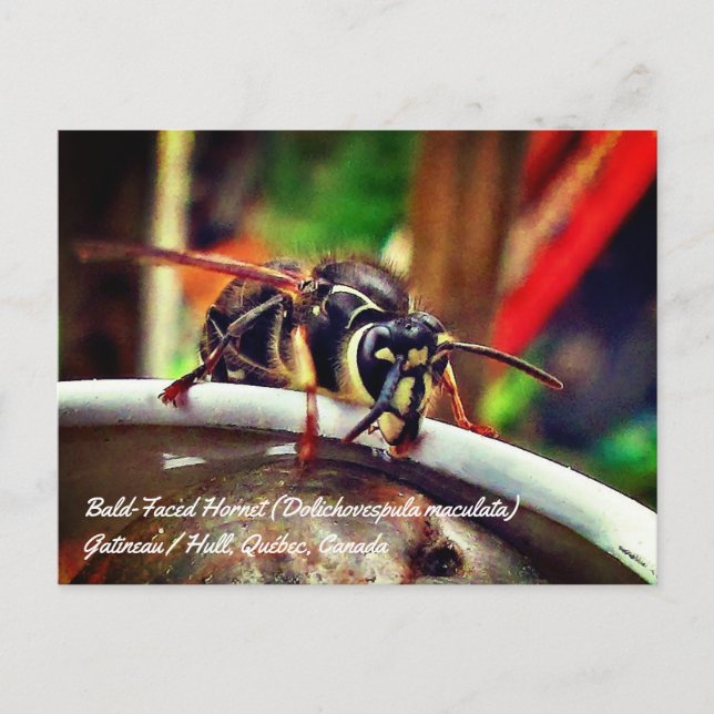 Bald Faced Hornet (Dolichovespula maculata) Wasp Postcard (Front)