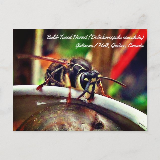 Bald Faced Hornet (Dolichovespula maculata) Wasp Postcard (Front)