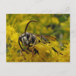 Bald-faced Hornet Postcard