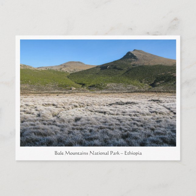 Bale Mountains Ethiopia Postcard (Front)