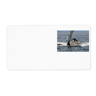 Baleine à bosse