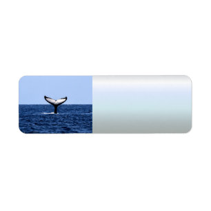 Baleine à bosse dans l'océan