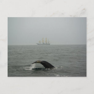 Baleine à bosse et grand navire 2 carte postale