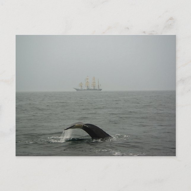 Baleine à bosse et grand navire 2 carte postale (Devant)
