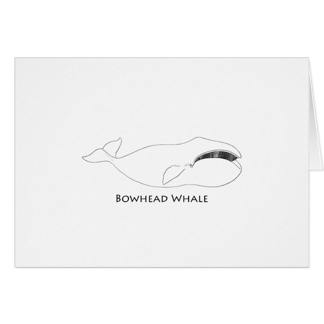 Baleine de Bowhead (illustration de schéma) (Devant horizontal)