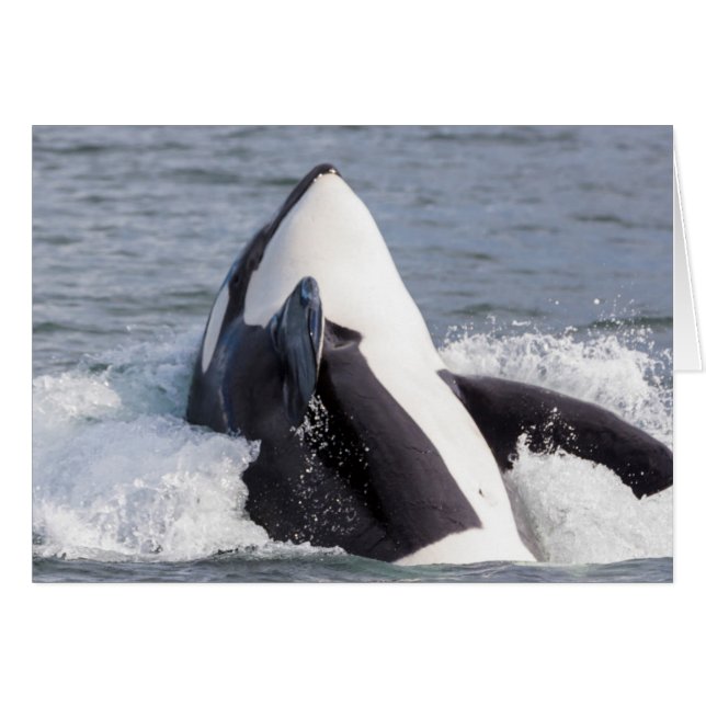 Baleine d'Orca (Devant horizontal)