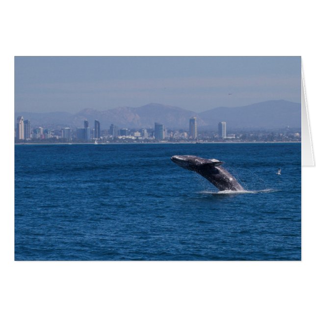 Baleine d'un temps (Devant horizontal)