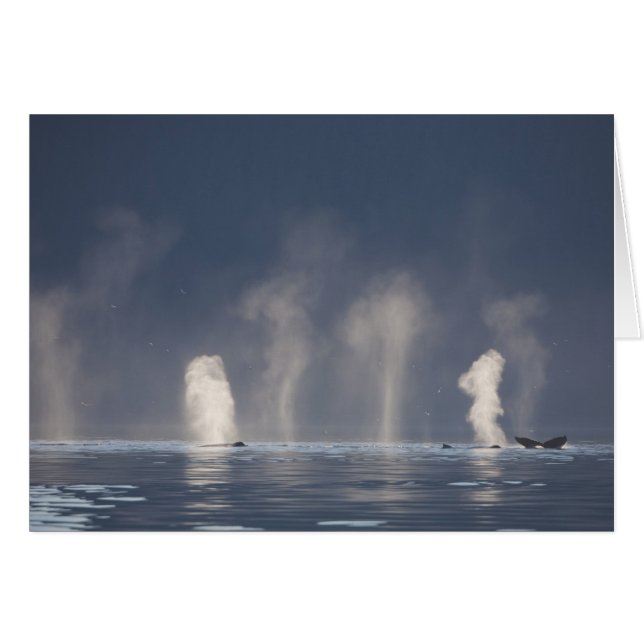 Baleines à bosse Megaptera novaeangliae) (Devant horizontal)