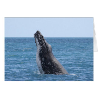 Baleines en voie de ponte