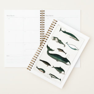 Baleines Océan Eau de mer Orca