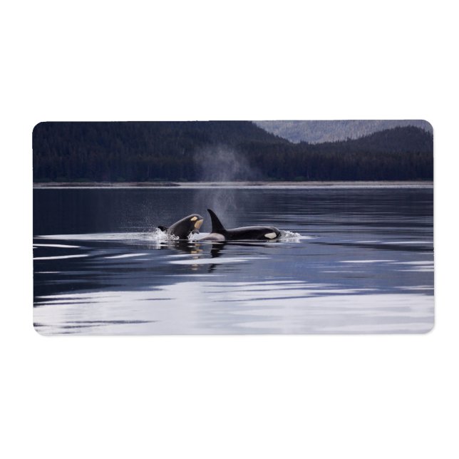 Baleines tueuses (Devant)