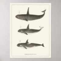 Baleines vintages - Poster d'Orca ou de Tueur