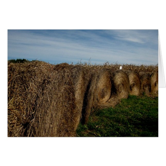 Bales de hay_blanc (Devant Horizontal)