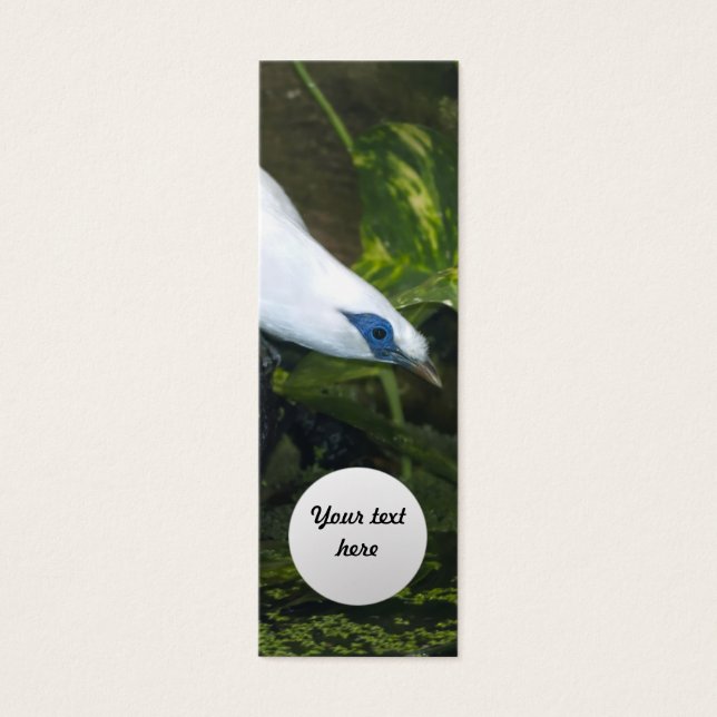 Bali Myna (Front)