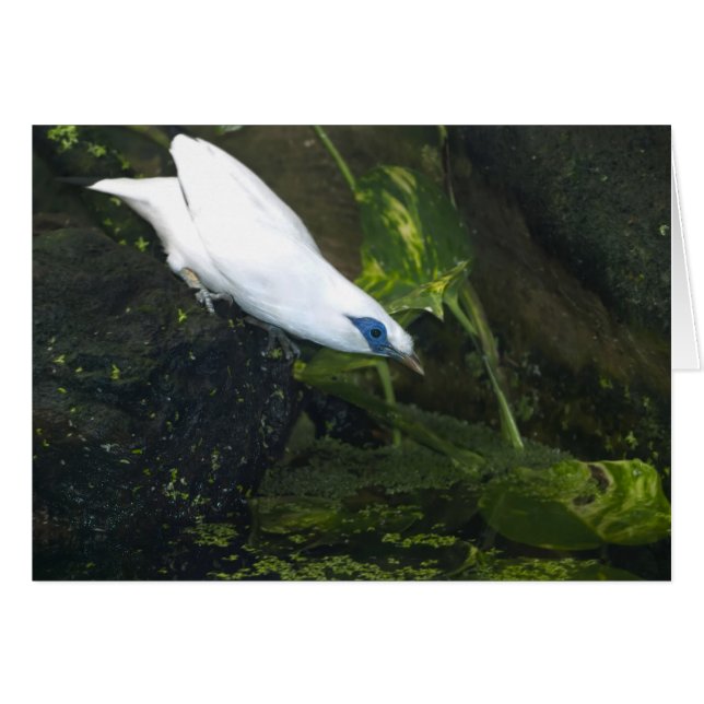 Bali Myna (Front Horizontal)