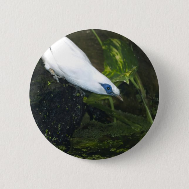 Bali Myna 2 Inch Round Button (Front)