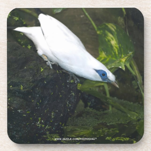 Bali Myna Coaster (Front)