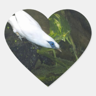Bali Myna Heart Sticker