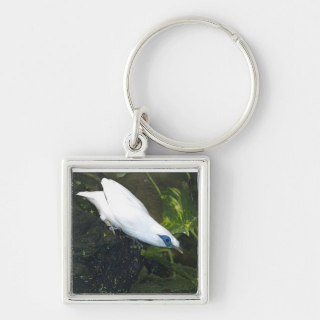Bali Myna Keychain (Front)