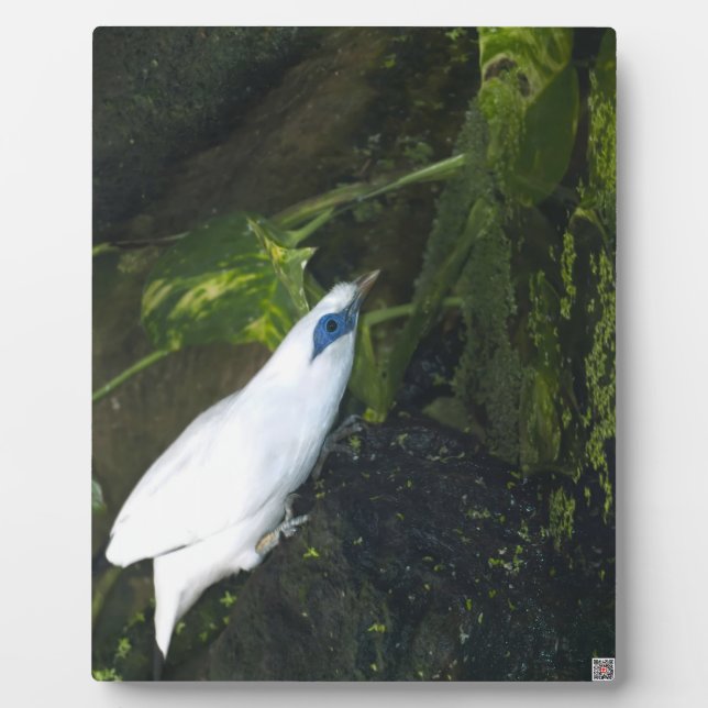 Bali Myna Plaque (Front)
