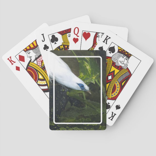 Bali Myna Playing Cards (Back)