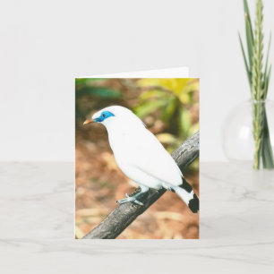 Bali Mynah Photo Folded Note Card