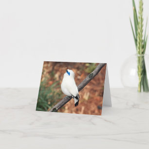 Bali Mynah Photo Folded Note Card