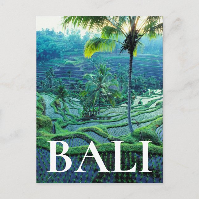 Bali | Overview Of Rice Terraces Postcard (Front)