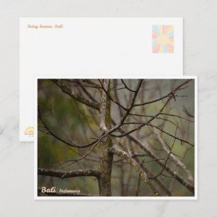 Bali Rainy Season Bare Tree Postcard