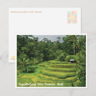 Bali Rice Terraces Scenic Travel Postcard