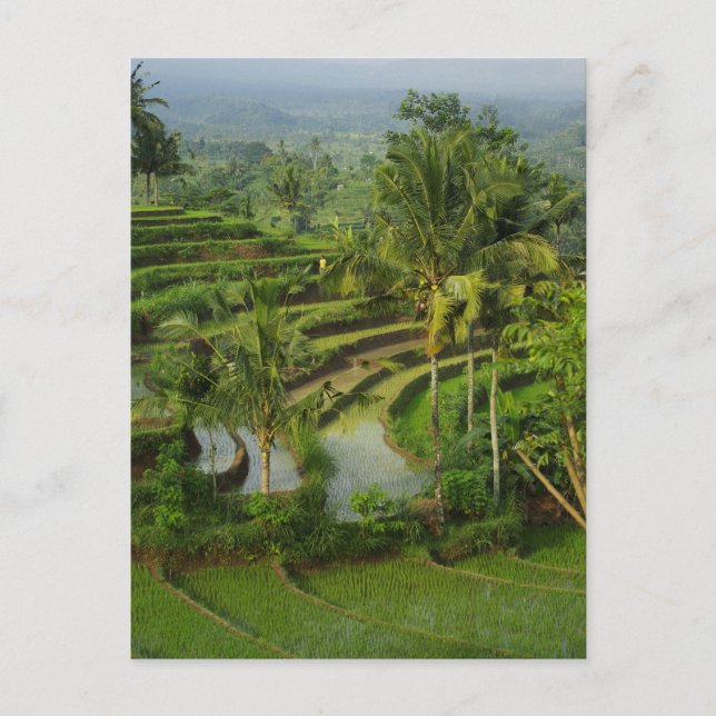 Bali - Young terrace ricefields and palms Postcard (Front)