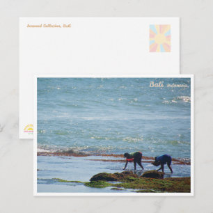 Balinese Seaweed Harvest Bali Postcard