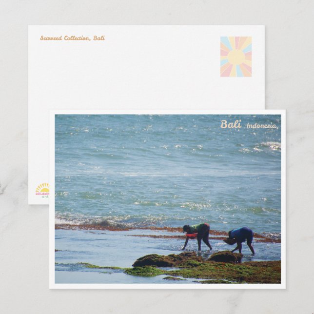 Balinese Seaweed Harvest Bali Postcard (Front/Back)