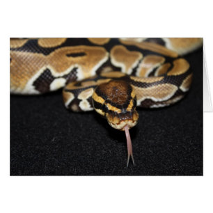 Ball Python Card