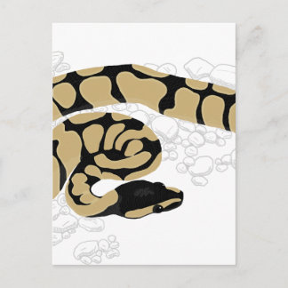 Ball Python Snake Postcard