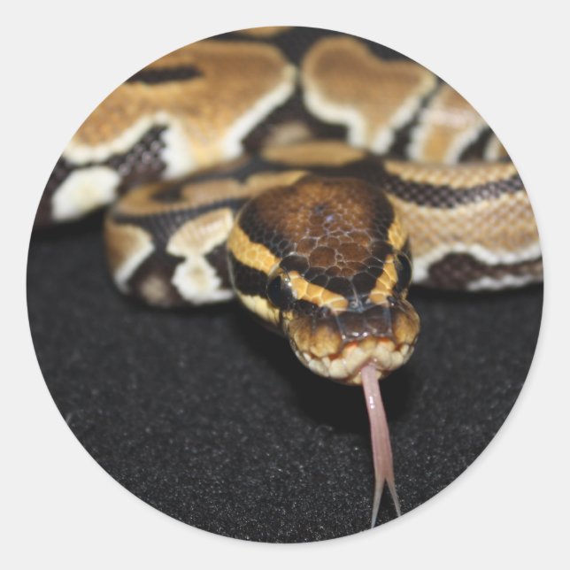Ball Python Sticker (Devant)