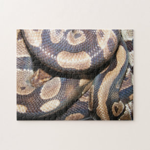 Ball Pythons 2 Jigsaw Puzzle