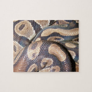 Ball Pythons Jigsaw Puzzle