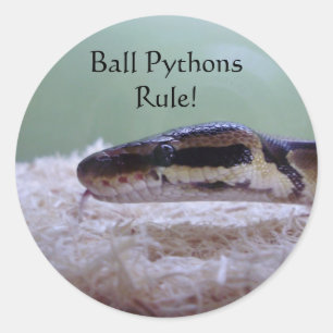 Ball Pythons Rule! Classic Round Sticker