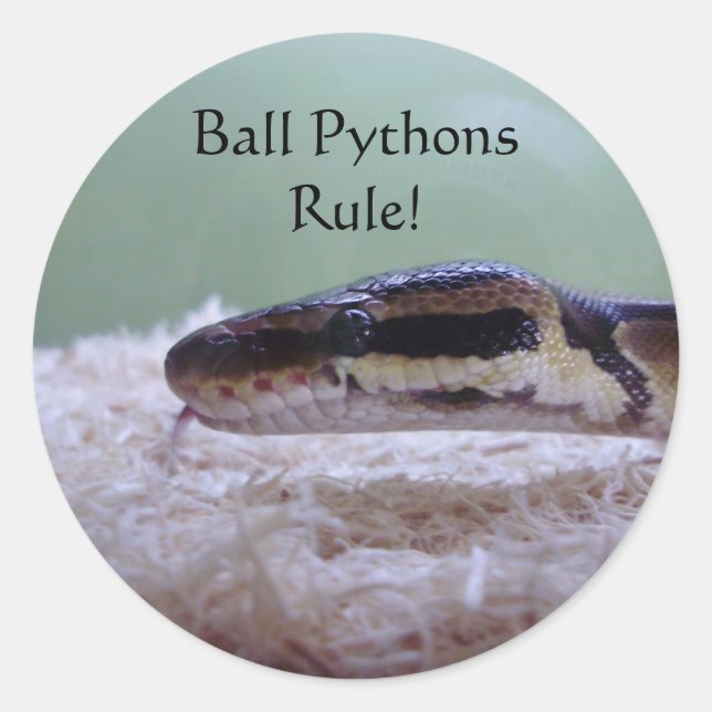 Ball Pythons Rule! Classic Round Sticker (Front)