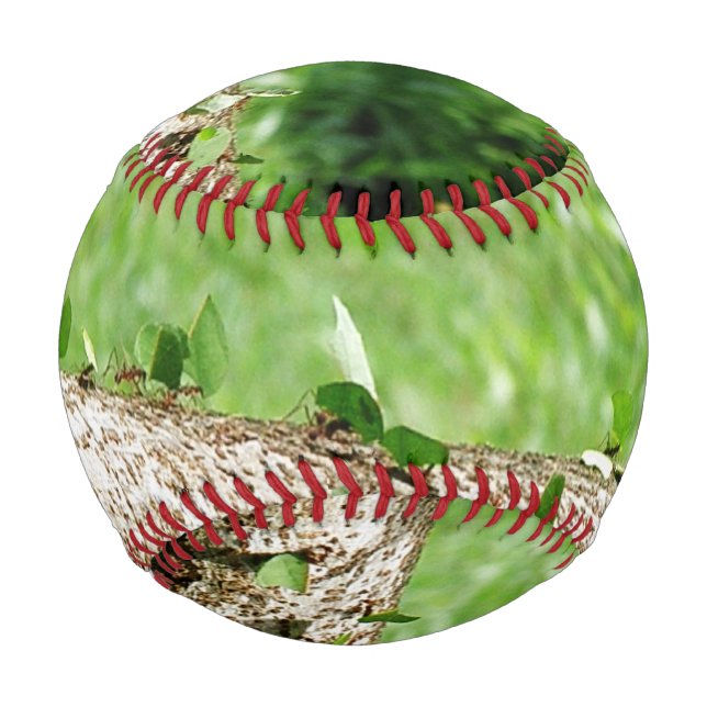 Balle De Baseball Les fourmis à découper de feuilles au Costa Rica (Dos)