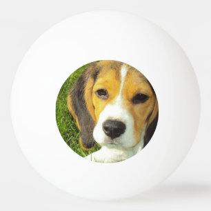 Balle De Ping Pong Beagle mignon