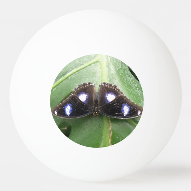 Balle De Ping Pong Belle Bleue Pointe Papillon Ping Pong Ball (Dos)